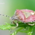 Dolycoris baccarum - Uoginė skydblakė | Fotografijos autorius : Gediminas Gražulevičius | © Macrogamta.lt | Šis tinklapis priklauso bendruomenei kuri domisi makro fotografija ir fotografuoja gyvąjį makro pasaulį.