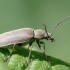 Dascillus cervinus - Paprastasis skiautvabalis | Fotografijos autorius : Gediminas Gražulevičius | © Macrogamta.lt | Šis tinklapis priklauso bendruomenei kuri domisi makro fotografija ir fotografuoja gyvąjį makro pasaulį.