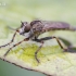 Tolmerus cingulatus - Plėšriamusė | Fotografijos autorius : Gediminas Gražulevičius | © Macrogamta.lt | Šis tinklapis priklauso bendruomenei kuri domisi makro fotografija ir fotografuoja gyvąjį makro pasaulį.