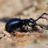 Meloe violaceus - Violetinis gegužvabalis | Fotografijos autorius : Gediminas Gražulevičius | © Macrogamta.lt | Šis tinklapis priklauso bendruomenei kuri domisi makro fotografija ir fotografuoja gyvąjį makro pasaulį.