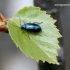 Mėlynasis alksniagraužis - Agelastica alni | Fotografijos autorius : Rasa Gražulevičiūtė | © Macrogamta.lt | Šis tinklapis priklauso bendruomenei kuri domisi makro fotografija ir fotografuoja gyvąjį makro pasaulį.