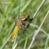 Libellula depressa - Plokščioji skėtė | Fotografijos autorius : Rasa Gražulevičiūtė | © Macrogamta.lt | Šis tinklapis priklauso bendruomenei kuri domisi makro fotografija ir fotografuoja gyvąjį makro pasaulį.