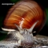 Helix pomatia - Vynuoginė sraigė | Fotografijos autorius : Rasa Gražulevičiūtė | © Macrogamta.lt | Šis tinklapis priklauso bendruomenei kuri domisi makro fotografija ir fotografuoja gyvąjį makro pasaulį.