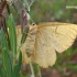 Angerona prunaria - Slyvinis sprindžius | Fotografijos autorius : Vytautas Uselis | © Macrogamta.lt | Šis tinklapis priklauso bendruomenei kuri domisi makro fotografija ir fotografuoja gyvąjį makro pasaulį.