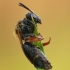 Smėliabitė - Andrena haemorrhoa | Fotografijos autorius : Aivaras Markauskas | © Macrogamta.lt | Šis tinklapis priklauso bendruomenei kuri domisi makro fotografija ir fotografuoja gyvąjį makro pasaulį.