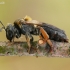 Smiltbitė - Andrena haemorrhoa | Fotografijos autorius : Aivaras Markauskas | © Macrogamta.lt | Šis tinklapis priklauso bendruomenei kuri domisi makro fotografija ir fotografuoja gyvąjį makro pasaulį.
