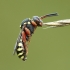 Gegutbitė - Nomada flavopicta | Fotografijos autorius : Aivaras Markauskas | © Macrogamta.lt | Šis tinklapis priklauso bendruomenei kuri domisi makro fotografija ir fotografuoja gyvąjį makro pasaulį.