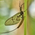 Lašalas - Ephemeroptera | Fotografijos autorius : Aivaras Markauskas | © Macrogamta.lt | Šis tinklapis priklauso bendruomenei kuri domisi makro fotografija ir fotografuoja gyvąjį makro pasaulį.