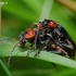 Paprastasis minkštavabalis - Cantharis fusca | Fotografijos autorius : Žydrūnas Daunoravičius | © Macrogamta.lt | Šis tinklapis priklauso bendruomenei kuri domisi makro fotografija ir fotografuoja gyvąjį makro pasaulį.