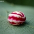 Gumbavapsvė - Cynips longiventris, galas | Fotografijos autorius : Oskaras Venckus | © Macrogamta.lt | Šis tinklapis priklauso bendruomenei kuri domisi makro fotografija ir fotografuoja gyvąjį makro pasaulį.