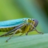 Žalioji cikadelė - Cicadella viridis | Fotografijos autorius : Oskaras Venckus | © Macrogamta.lt | Šis tinklapis priklauso bendruomenei kuri domisi makro fotografija ir fotografuoja gyvąjį makro pasaulį.