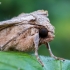 Žilagelsvis pašakninis pelėdgalvis - Apamea lithoxylaea  | Fotografijos autorius : Oskaras Venckus | © Macrogamta.lt | Šis tinklapis priklauso bendruomenei kuri domisi makro fotografija ir fotografuoja gyvąjį makro pasaulį.