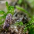 Cikadelė - Agallia venosa | Fotografijos autorius : Oskaras Venckus | © Macrogamta.lt | Šis tinklapis priklauso bendruomenei kuri domisi makro fotografija ir fotografuoja gyvąjį makro pasaulį.