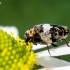 Kailiavabalis - Anthrenus pimpinellae | Fotografijos autorius : Oskaras Venckus | © Macrogamta.lt | Šis tinklapis priklauso bendruomenei kuri domisi makro fotografija ir fotografuoja gyvąjį makro pasaulį.