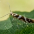 Alksninė sidabrakandė - Argyresthia goedartella | Fotografijos autorius : Oskaras Venckus | © Macrogamta.lt | Šis tinklapis priklauso bendruomenei kuri domisi makro fotografija ir fotografuoja gyvąjį makro pasaulį.