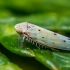 Cikadelė - Balclutha punctata  | Fotografijos autorius : Oskaras Venckus | © Macrogamta.lt | Šis tinklapis priklauso bendruomenei kuri domisi makro fotografija ir fotografuoja gyvąjį makro pasaulį.