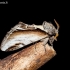 Beržinis kuodis - Pheosia gnoma | Fotografijos autorius : Oskaras Venckus | © Macrogamta.lt | Šis tinklapis priklauso bendruomenei kuri domisi makro fotografija ir fotografuoja gyvąjį makro pasaulį.