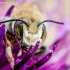 Bitė - Apidae sp. | Fotografijos autorius : Oskaras Venckus | © Macrogamta.lt | Šis tinklapis priklauso bendruomenei kuri domisi makro fotografija ir fotografuoja gyvąjį makro pasaulį.