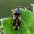 Vaismedinė žiedblakė - Anthocoris nemorum | Fotografijos autorius : Oskaras Venckus | © Macrogamta.lt | Šis tinklapis priklauso bendruomenei kuri domisi makro fotografija ir fotografuoja gyvąjį makro pasaulį.