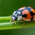 Dešimttaškė adalija - Adalia decempunctata  | Fotografijos autorius : Oskaras Venckus | © Macrogamta.lt | Šis tinklapis priklauso bendruomenei kuri domisi makro fotografija ir fotografuoja gyvąjį makro pasaulį.