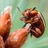 Kolorado vabalas - Leptinotarsa decemlineata | Fotografijos autorius : Oskaras Venckus | © Macrogamta.lt | Šis tinklapis priklauso bendruomenei kuri domisi makro fotografija ir fotografuoja gyvąjį makro pasaulį.