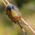 Dvispalvė skydblakė - Piezodorus lituratus  | Fotografijos autorius : Oskaras Venckus | © Macrogamta.lt | Šis tinklapis priklauso bendruomenei kuri domisi makro fotografija ir fotografuoja gyvąjį makro pasaulį.