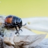 Dvispalvė skydblakė - Piezodorus lituratus, nimfa išsiritusi iš kiaušinio  | Fotografijos autorius : Oskaras Venckus | © Macrogamta.lt | Šis tinklapis priklauso bendruomenei kuri domisi makro fotografija ir fotografuoja gyvąjį makro pasaulį.