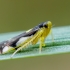 Cikadelė - Eupteryx vittata | Fotografijos autorius : Oskaras Venckus | © Macrogamta.lt | Šis tinklapis priklauso bendruomenei kuri domisi makro fotografija ir fotografuoja gyvąjį makro pasaulį.