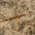 Ilgoji skorpionblakė - Ranatra linearis  | Fotografijos autorius : Oskaras Venckus | © Macrogamta.lt | Šis tinklapis priklauso bendruomenei kuri domisi makro fotografija ir fotografuoja gyvąjį makro pasaulį.