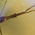 Ilgoji skorpionblakė - Ranatra linearis  | Fotografijos autorius : Oskaras Venckus | © Macrogamta.lt | Šis tinklapis priklauso bendruomenei kuri domisi makro fotografija ir fotografuoja gyvąjį makro pasaulį.