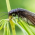 Paprastasis kabasparnis - Sialis lutaria | Fotografijos autorius : Oskaras Venckus | © Macrogamta.lt | Šis tinklapis priklauso bendruomenei kuri domisi makro fotografija ir fotografuoja gyvąjį makro pasaulį.