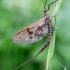 Lašalas - Ephemeroptera sp. | Fotografijos autorius : Oskaras Venckus | © Macrogamta.lt | Šis tinklapis priklauso bendruomenei kuri domisi makro fotografija ir fotografuoja gyvąjį makro pasaulį.