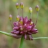 Laukinis česnakas - Allium oleraceum | Fotografijos autorius : Oskaras Venckus | © Macrogamta.lt | Šis tinklapis priklauso bendruomenei kuri domisi makro fotografija ir fotografuoja gyvąjį makro pasaulį.