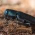 Mėlynasis blizgiavabalis - Phaenops cyanea | Fotografijos autorius : Oskaras Venckus | © Macrogamta.lt | Šis tinklapis priklauso bendruomenei kuri domisi makro fotografija ir fotografuoja gyvąjį makro pasaulį.