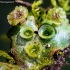 Maršantija - Marchantia sp.  | Fotografijos autorius : Oskaras Venckus | © Macrogamta.lt | Šis tinklapis priklauso bendruomenei kuri domisi makro fotografija ir fotografuoja gyvąjį makro pasaulį.