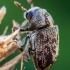 Margasis karnagraužis - Hylesinus fraxini | Fotografijos autorius : Oskaras Venckus | © Macrogamta.lt | Šis tinklapis priklauso bendruomenei kuri domisi makro fotografija ir fotografuoja gyvąjį makro pasaulį.