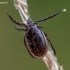 Miškinė erkė - Ixodes ricinus | Fotografijos autorius : Oskaras Venckus | © Macrogamta.lt | Šis tinklapis priklauso bendruomenei kuri domisi makro fotografija ir fotografuoja gyvąjį makro pasaulį.