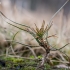 Paprastoji pušis - Pinus sylvestris | Fotografijos autorius : Oskaras Venckus | © Macrogamta.lt | Šis tinklapis priklauso bendruomenei kuri domisi makro fotografija ir fotografuoja gyvąjį makro pasaulį.