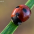 Penkiataškė boružė - Coccinella quinquepunctata  | Fotografijos autorius : Oskaras Venckus | © Macrogamta.lt | Šis tinklapis priklauso bendruomenei kuri domisi makro fotografija ir fotografuoja gyvąjį makro pasaulį.