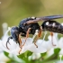 Gal irgi Nomada sp. ? | Fotografijos autorius : Oskaras Venckus | © Macrogamta.lt | Šis tinklapis priklauso bendruomenei kuri domisi makro fotografija ir fotografuoja gyvąjį makro pasaulį.