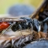 Vagabitė - Sphecodes reticulatus | Fotografijos autorius : Oskaras Venckus | © Macrogamta.lt | Šis tinklapis priklauso bendruomenei kuri domisi makro fotografija ir fotografuoja gyvąjį makro pasaulį.