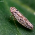 Cikadelė - Psammotettix albomarginatus | Fotografijos autorius : Oskaras Venckus | © Macrogamta.lt | Šis tinklapis priklauso bendruomenei kuri domisi makro fotografija ir fotografuoja gyvąjį makro pasaulį.