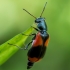 Raštuotasis pūsliavabalis - Anthocomus equestris | Fotografijos autorius : Oskaras Venckus | © Macrogamta.lt | Šis tinklapis priklauso bendruomenei kuri domisi makro fotografija ir fotografuoja gyvąjį makro pasaulį.