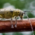 Dešimtdėmis drebulenis - Saperda perforata  | Fotografijos autorius : Oskaras Venckus | © Macrogamta.lt | Šis tinklapis priklauso bendruomenei kuri domisi makro fotografija ir fotografuoja gyvąjį makro pasaulį.