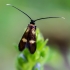 Mažoji ilgaūsė makštinė kandis - Cauchas fibulella  | Fotografijos autorius : Oskaras Venckus | © Macrogamta.lt | Šis tinklapis priklauso bendruomenei kuri domisi makro fotografija ir fotografuoja gyvąjį makro pasaulį.