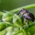 Paslėptastraublis - Ceutorhynchus typhae  | Fotografijos autorius : Oskaras Venckus | © Macrogamta.lt | Šis tinklapis priklauso bendruomenei kuri domisi makro fotografija ir fotografuoja gyvąjį makro pasaulį.