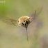 Zvimbeklė - Bombylius posticus | Fotografijos autorius : Oskaras Venckus | © Macrogamta.lt | Šis tinklapis priklauso bendruomenei kuri domisi makro fotografija ir fotografuoja gyvąjį makro pasaulį.