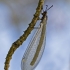 Paprastasis skruzdžių liūtas - Myrmeleon formicarius | Fotografijos autorius : Zita Gasiūnaitė | © Macrogamta.lt | Šis tinklapis priklauso bendruomenei kuri domisi makro fotografija ir fotografuoja gyvąjį makro pasaulį.