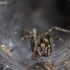 Labirintinis piltuvininkas - Agelena labyrinthica | Fotografijos autorius : Zita Gasiūnaitė | © Macrogamta.lt | Šis tinklapis priklauso bendruomenei kuri domisi makro fotografija ir fotografuoja gyvąjį makro pasaulį.