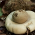 Žvaigždinas - Geastrum sp. | Fotografijos autorius : Eglė Vičiuvienė | © Macrogamta.lt | Šis tinklapis priklauso bendruomenei kuri domisi makro fotografija ir fotografuoja gyvąjį makro pasaulį.